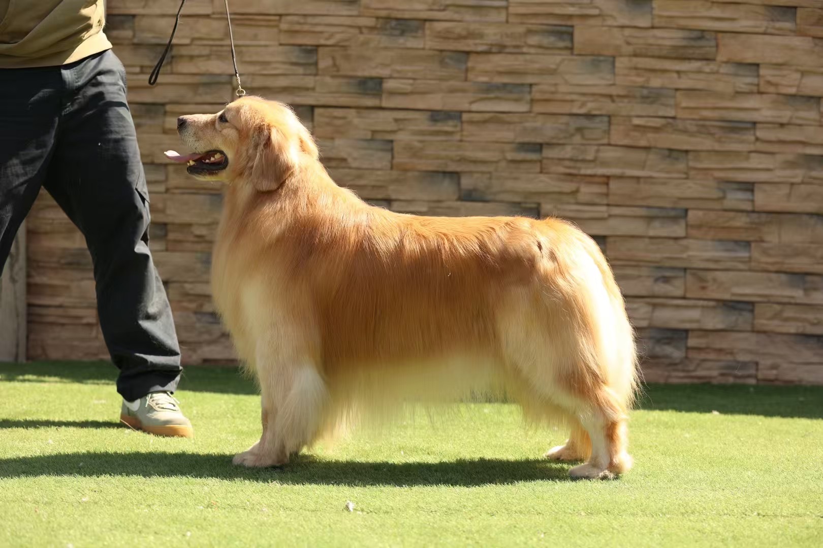 金毛公犬